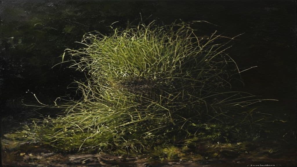 Stray Sod